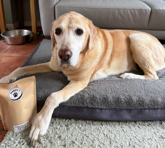 Peanut Butter & Blueberry Dog Treats | Medium Bones