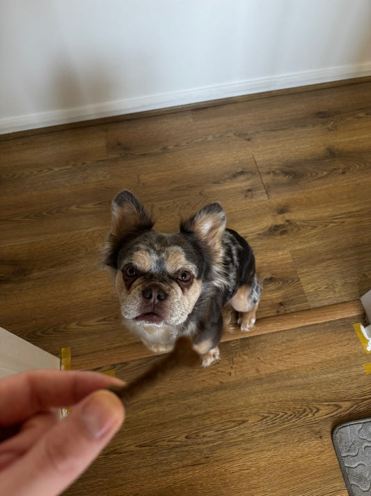 Peanut Butter & Blueberry Dog Treats | Small Bones