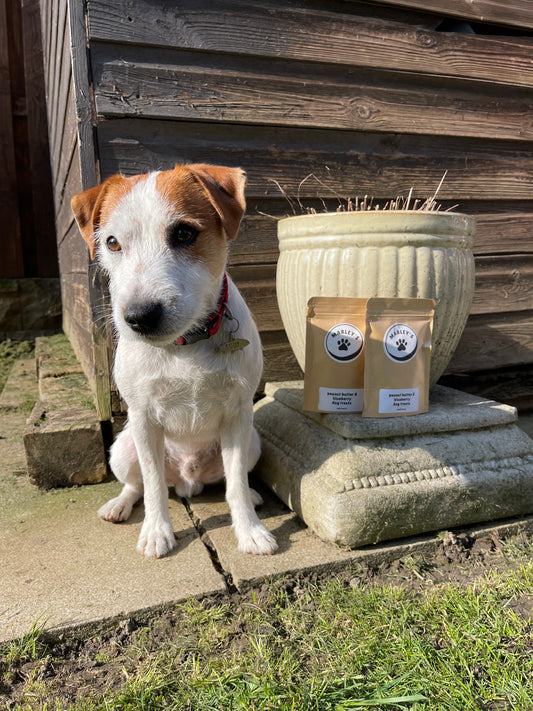 Dog sitting on a step with two dog food packages and a plant pot in the background.
